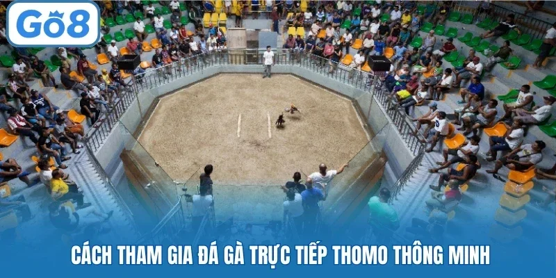 Cách tham gia đá gà trực tiếp Thomo thông minh
