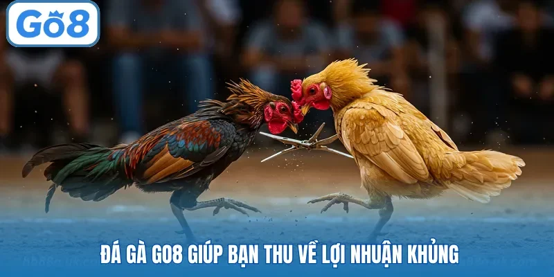 Đá gà Go8 giúp bạn thu về lợi nhuận khủng