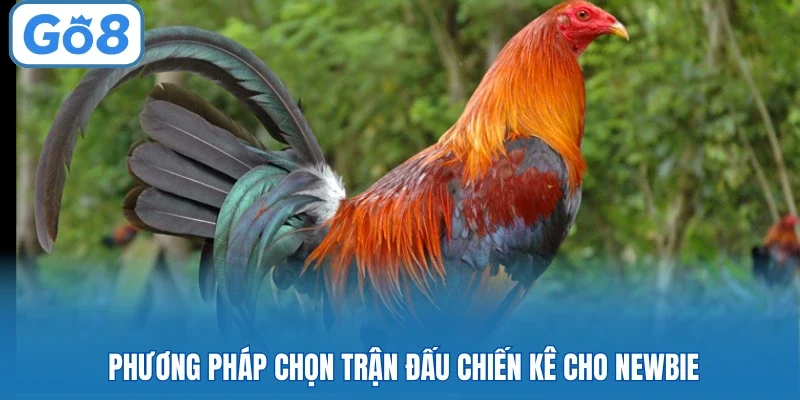 Phương pháp chọn trận đấu chiến kê cho newbie